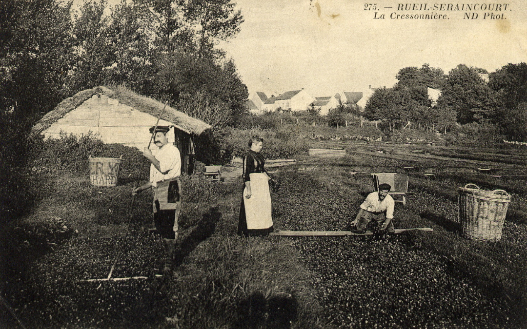 A l’époque de la cressonnière